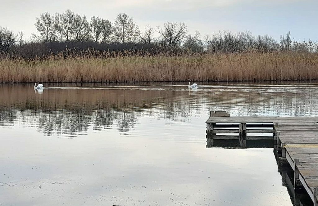 Лебеди на реке фото